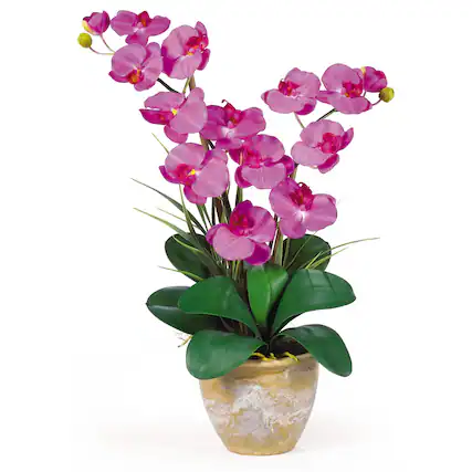 Front. BreeBe - Double Stem Phalaenopsis Orchid - Orchid.