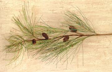 Front. BreeBe - Long Needle Pine Spray - 28" - Green.