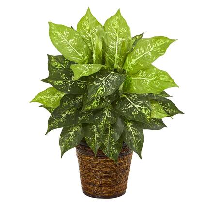 Front. BreeBe - 19" Diffenbachia Artificial Plant in Basket - Green.