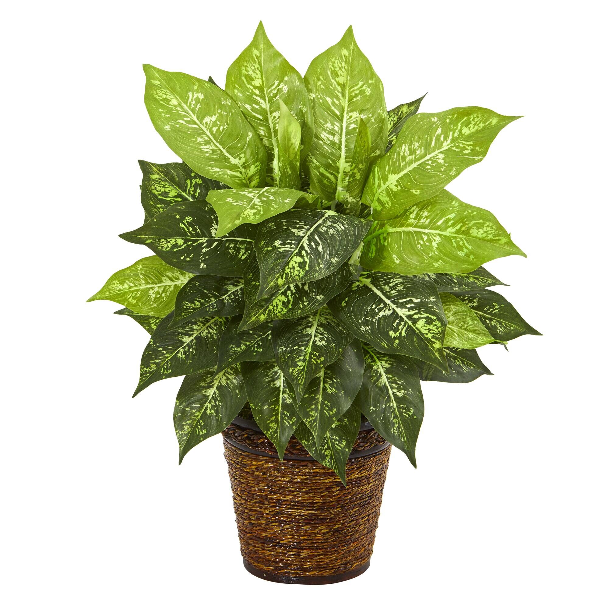 Front. BreeBe - 19" Diffenbachia Artificial Plant in Basket - Green.