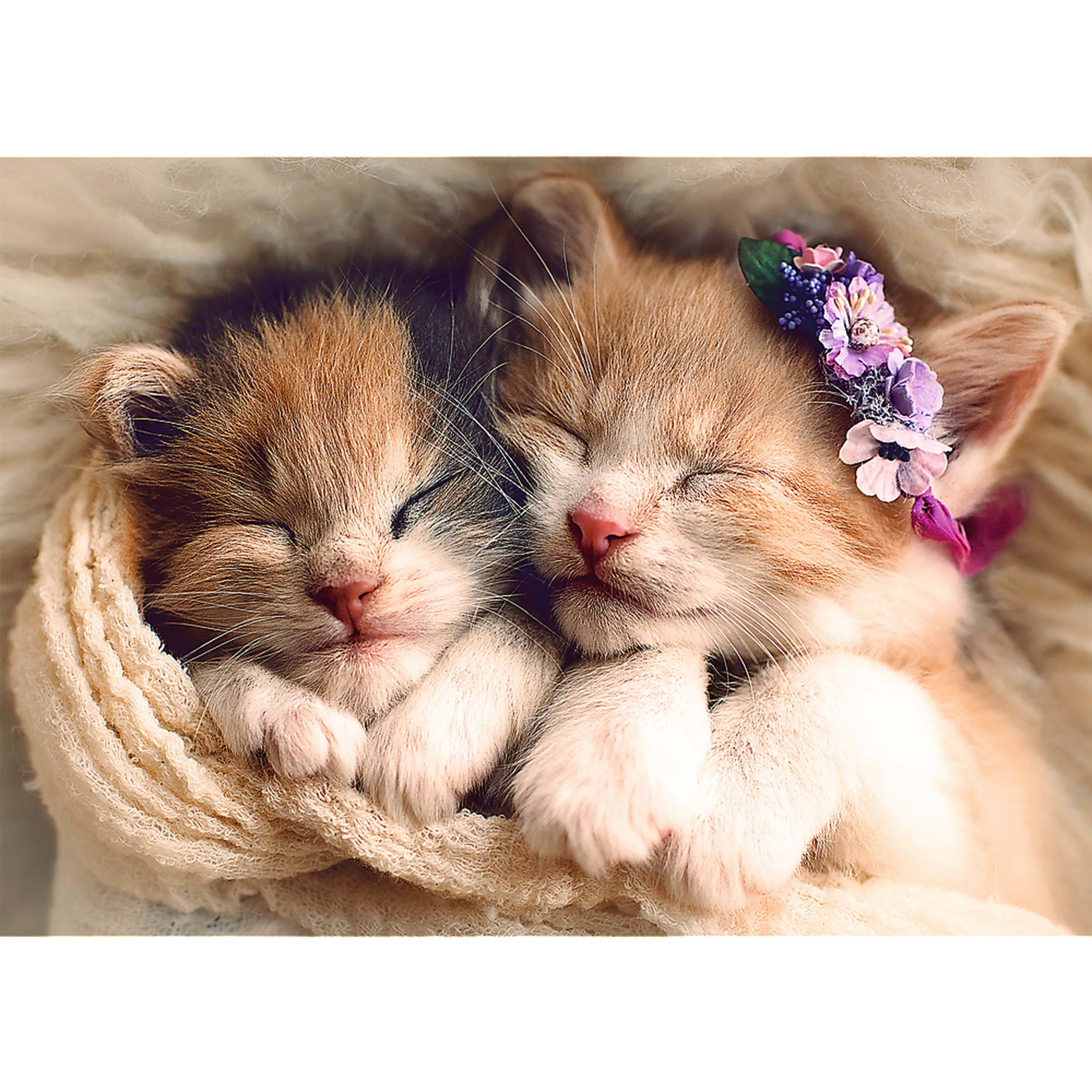 Angle. Trefl - Trefl Red 500 Piece Jigsaw Puzzle - Sleeping Kittens.