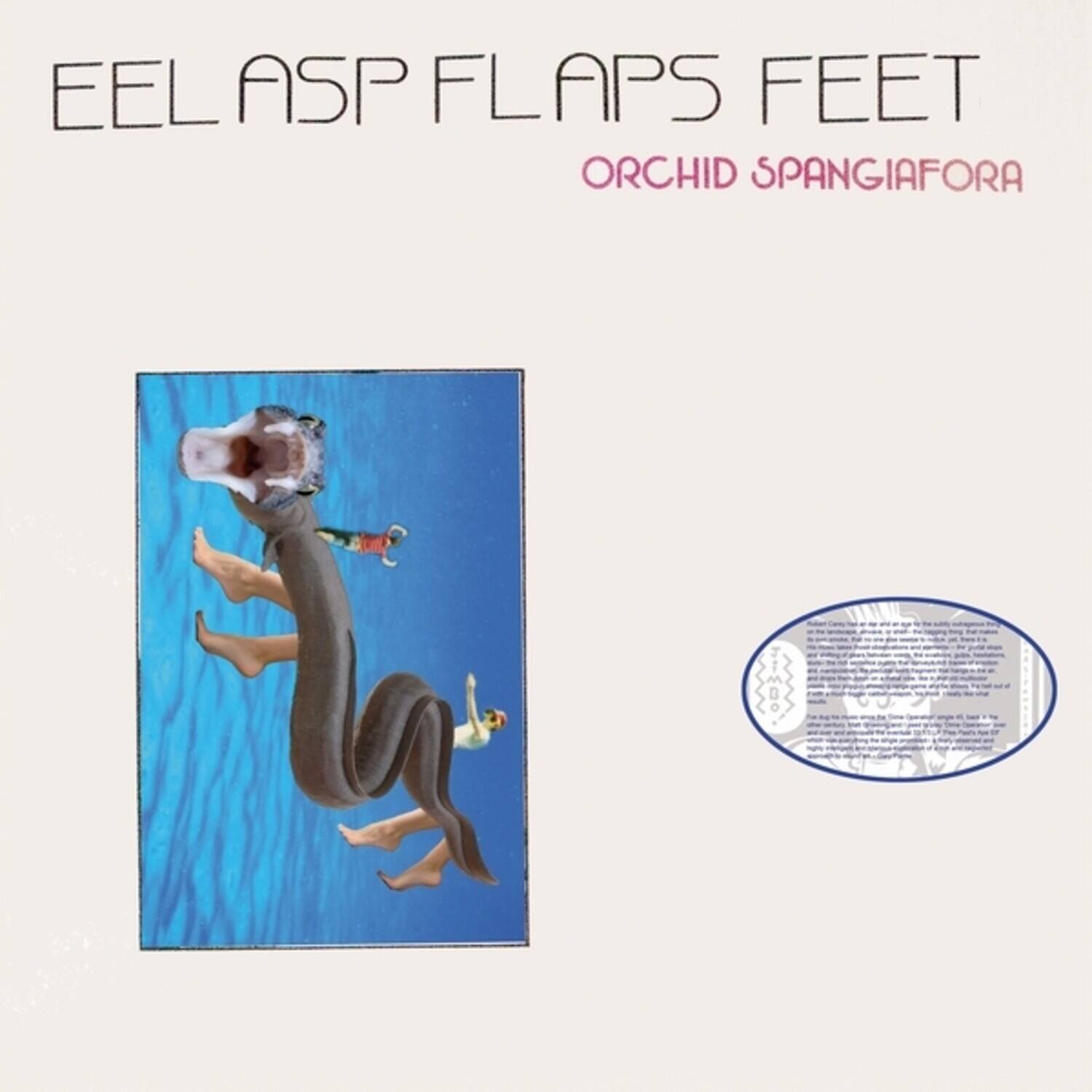 EEL ASP FLAPS FEET  
ORCHID SPANGIAFORA
