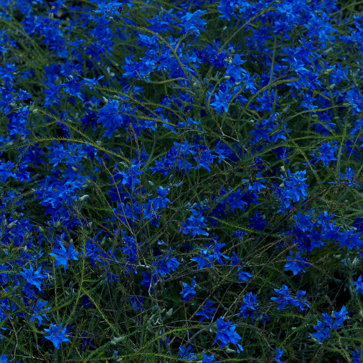 Alt View 1. Jefre Cantu-Ledesma - Gift Songs   - VINYL LP.