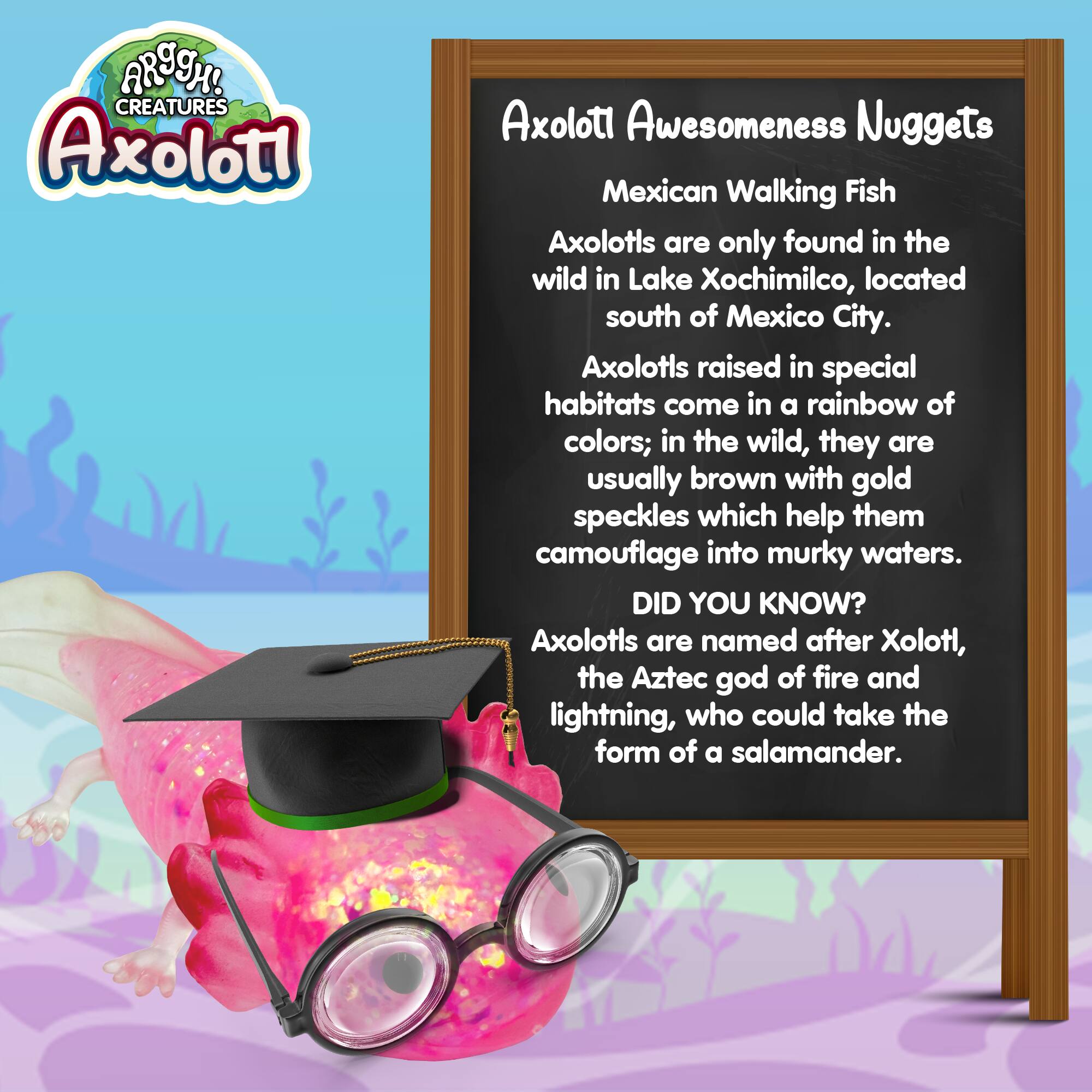 **Axolotl Awesomeness Nuggets**

**Mexican Walking Fish**

Axolotls are only found in the wild in Lake Xochimilco, located south of Mexico City.

Axolotls raised in special habitats come in a rainbow of colors; in the wild, they are usually brown with gold speckles which help them camouflage into murky waters.

**DID YOU KNOW?**

Axolotls are named after Xolotl, the Aztec god of fire and lightning, who could take the form of a salamander.