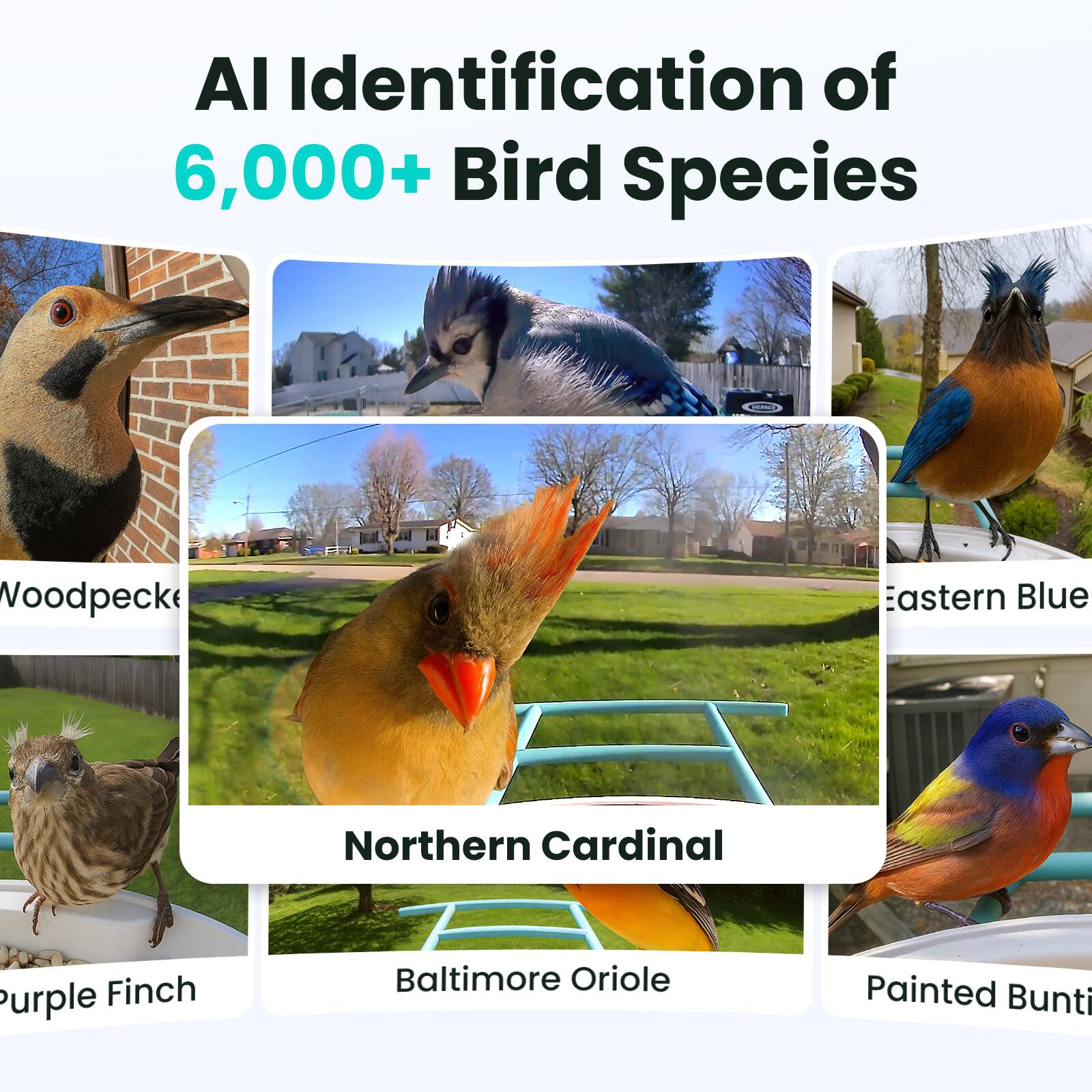 AI Identification of 6,000+ Bird Species

- Woodpecker
- Northern Cardinal
- Purple Finch
- Baltimore Oriole
- Eastern Bluebird
- Painted Bunting