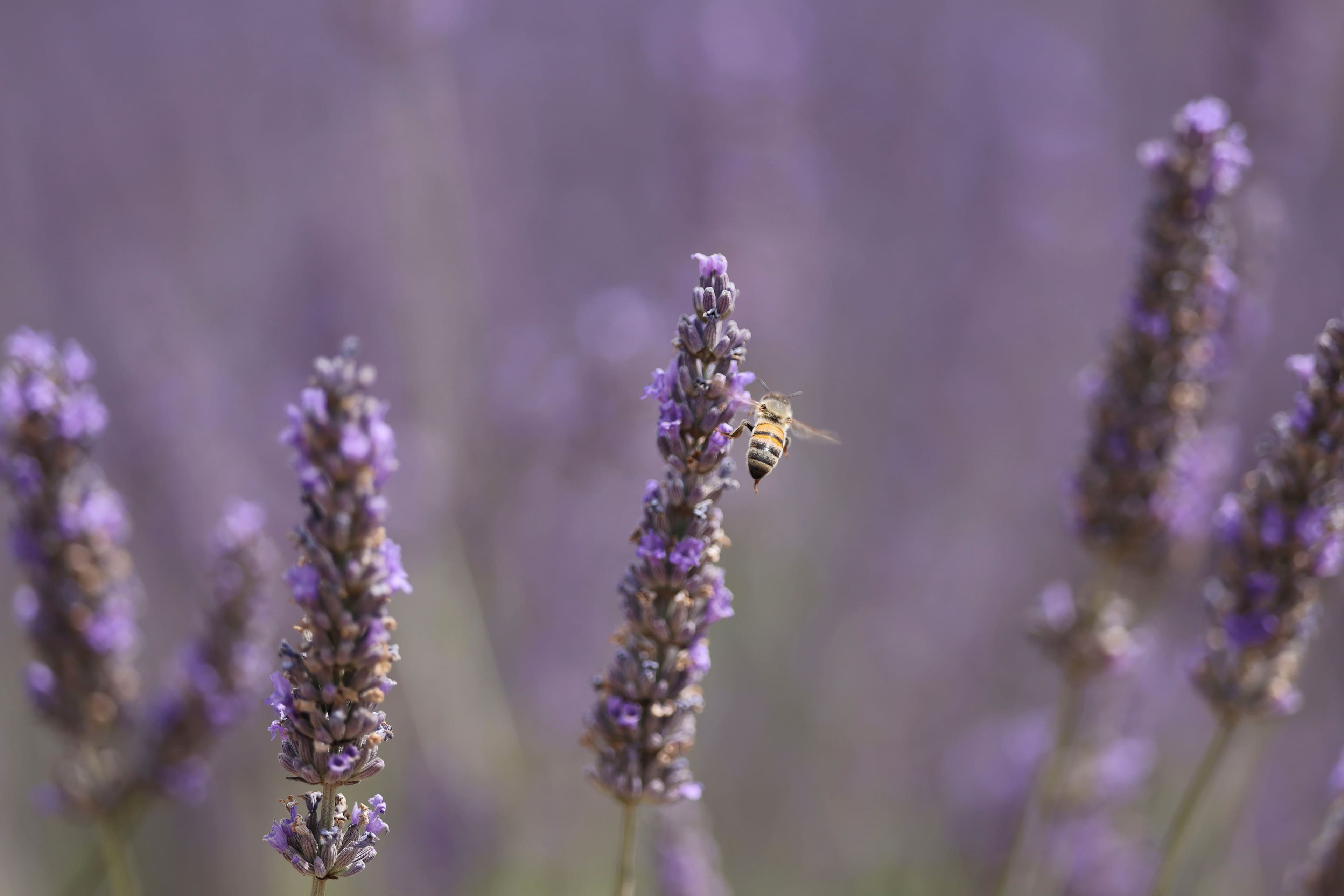 Alt View 15. Canon - RF70-200mm F2.8 L IS USM Z Hybrid Zoom Lens for Use with EOS R-Series Cameras - Black.