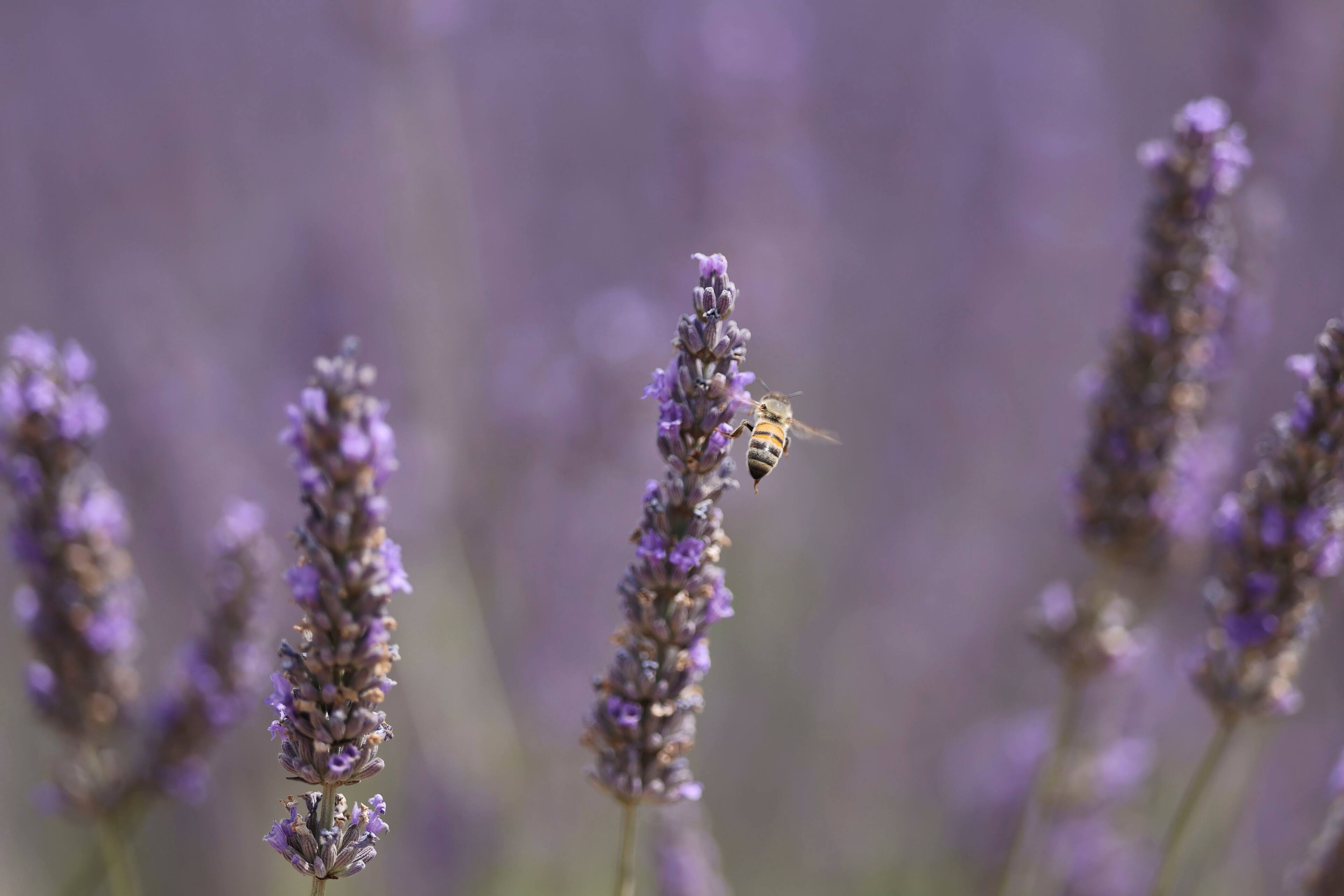 Alt View 15. Canon - RF70-200mm F2.8 L IS USM Z  Hybrid Zoom Lens for Use with EOS R-Series Cameras - Black.
