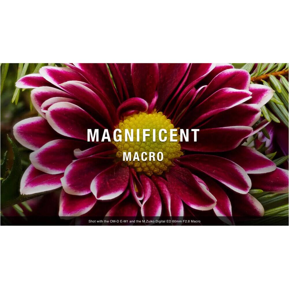 MAGNIFICENT MACRO Shot with the OM-D E-M1 and the M.Zuiko Digital ED 60mm F2.8 Macro