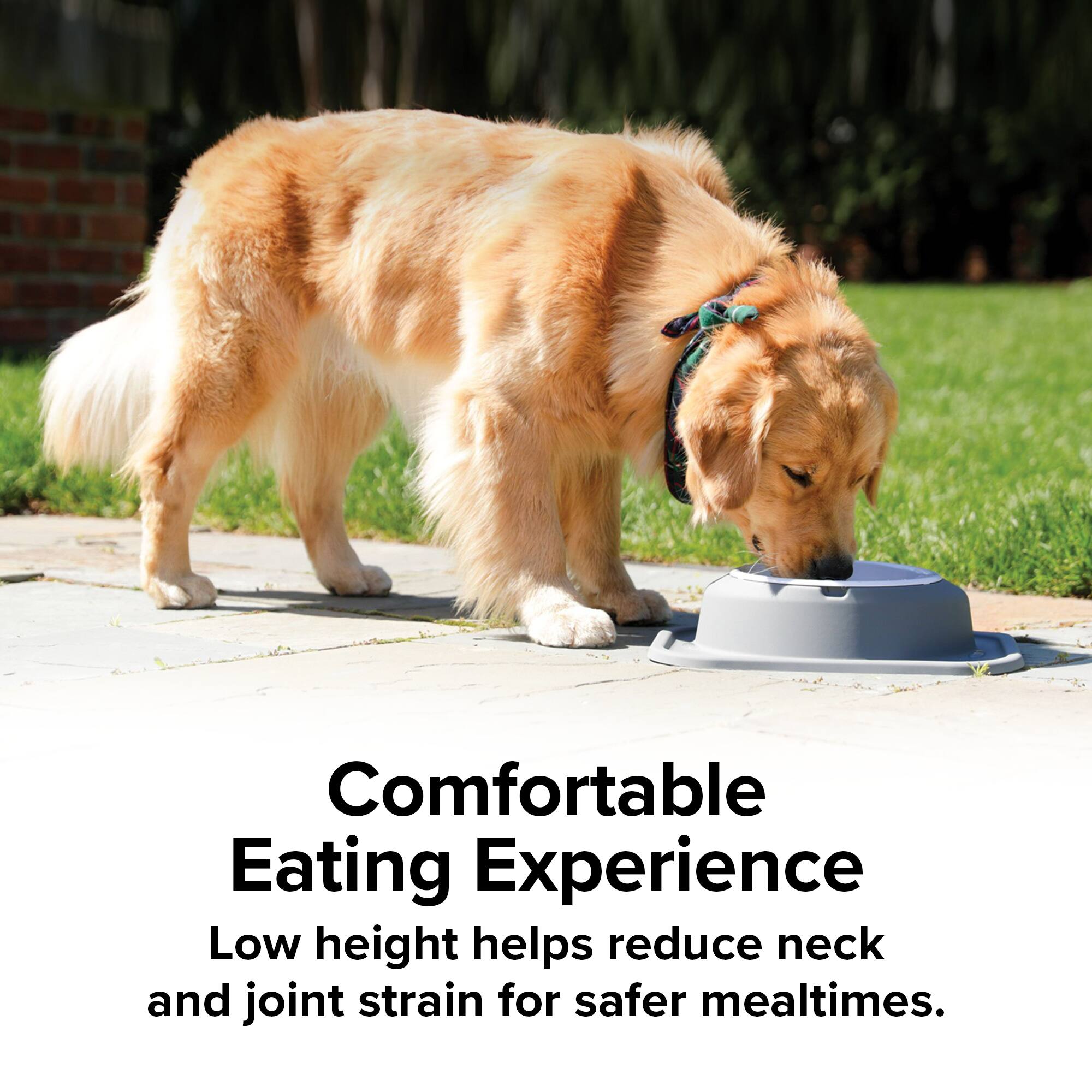 Comfortable Eating Experience  
Low height helps reduce neck and joint strain for safer mealtimes.
