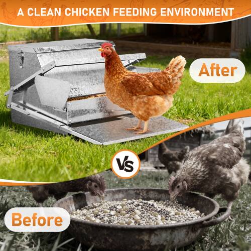 A CLEAN CHICKEN FEEDING ENVIRONMENT

After

VS

Before