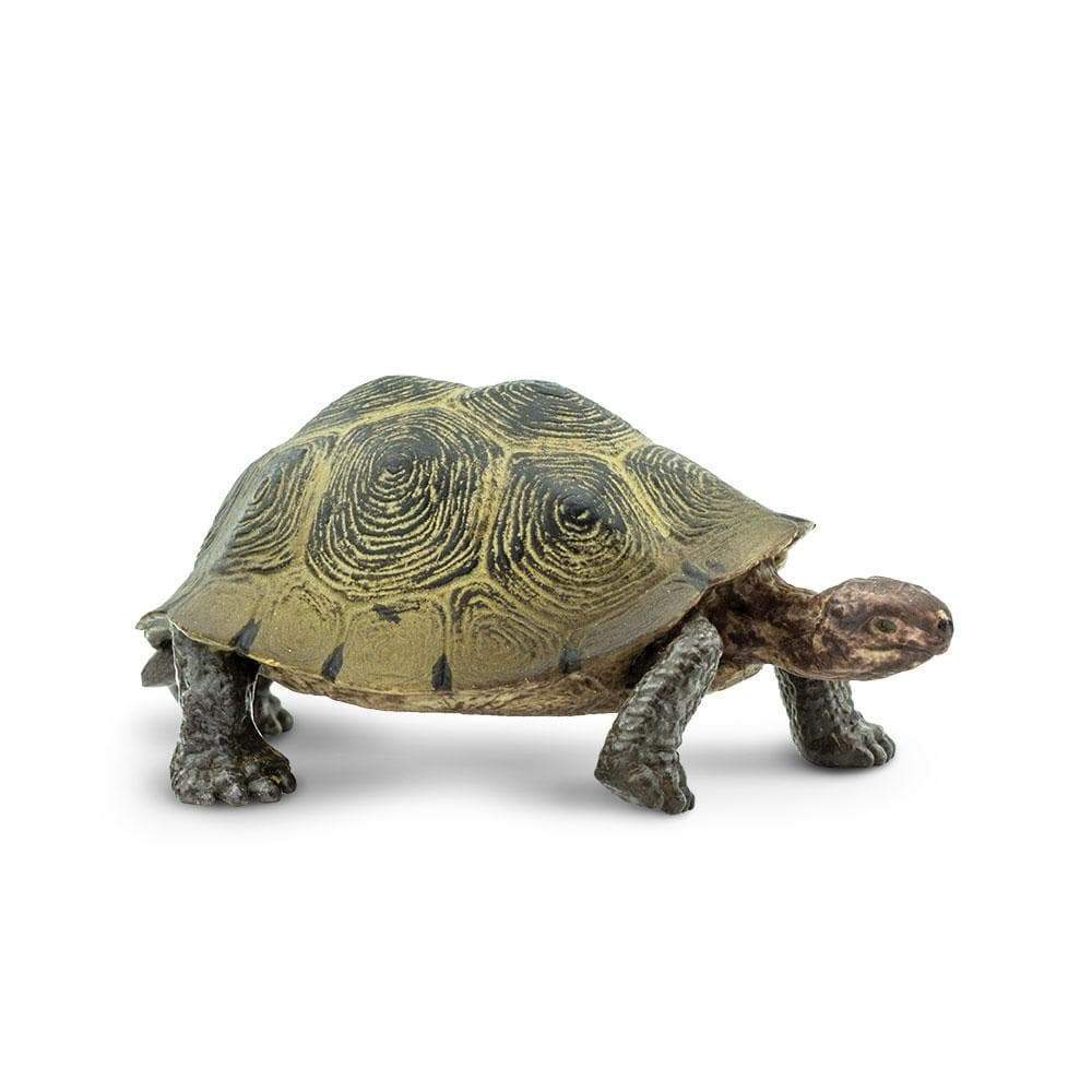 Front. Safari Ltd. - Desert Tortoise.