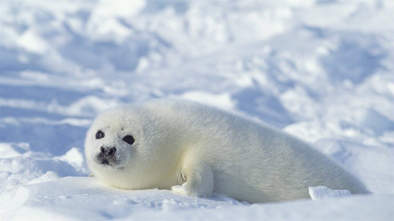 Alt View 4. Activision - Nat Geo Challenge! Wild Life WII.