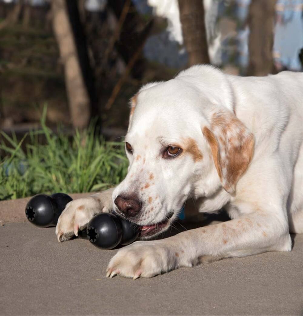 Left. KONG - Kong Extreme Goodie Bone Dog Toy in Large - Black.