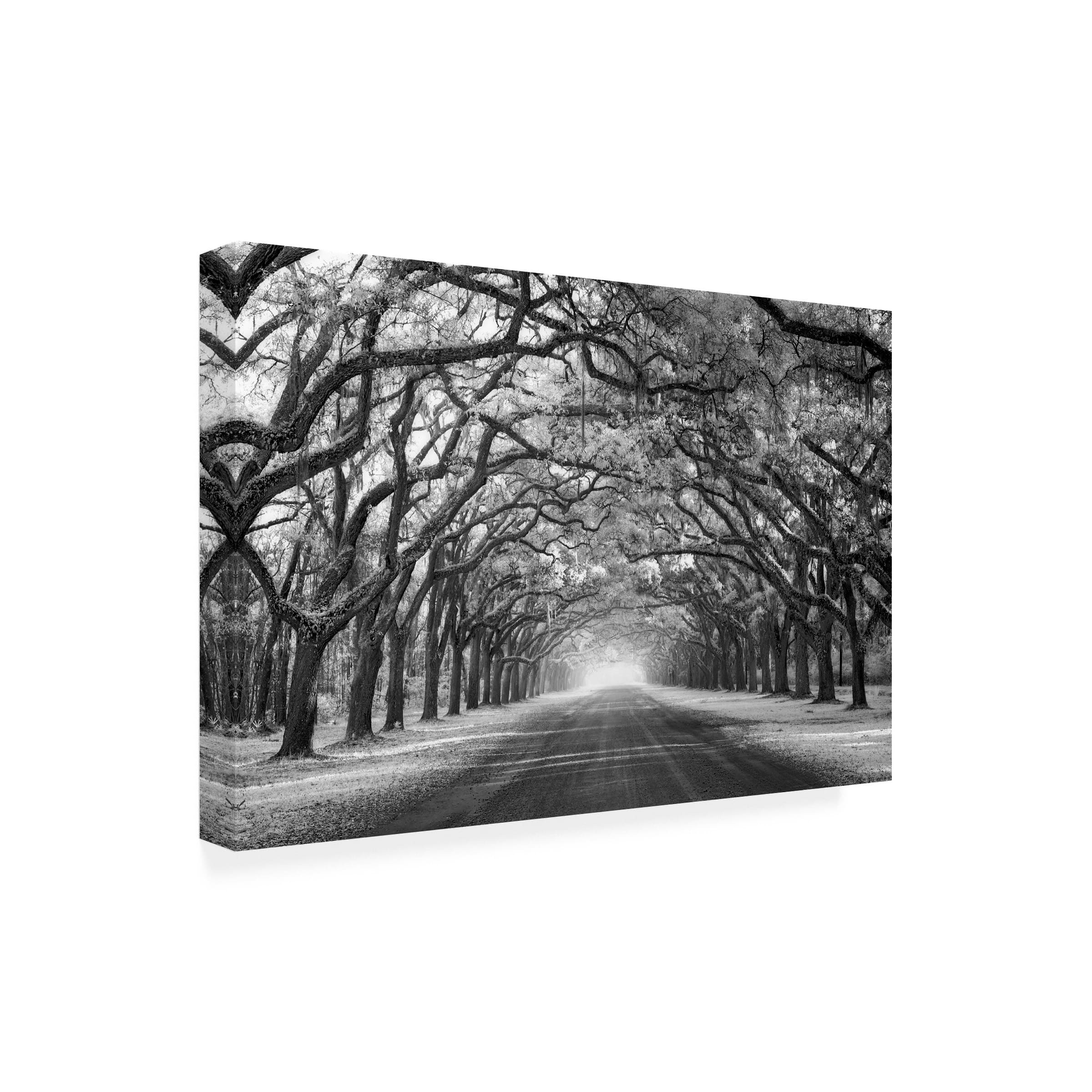 Trademark Fine Art - Mike Jones Photo 'Wormsloe Inf Light' Canvas Art - Multicolor
