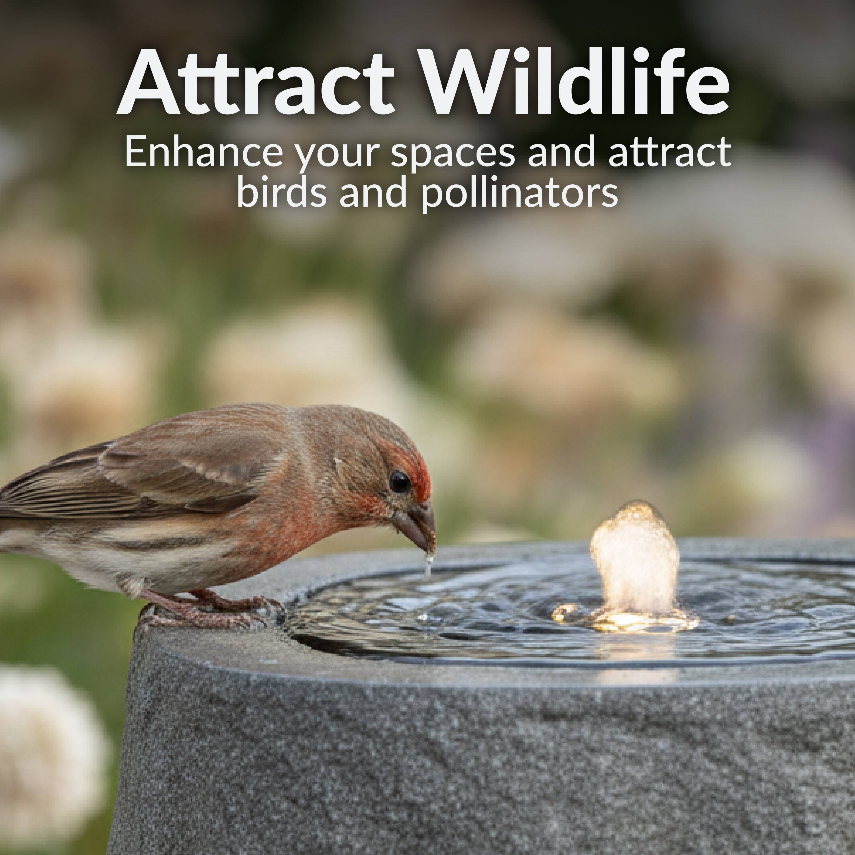 Attract Wildlife  
Enhance your spaces and attract birds and pollinators