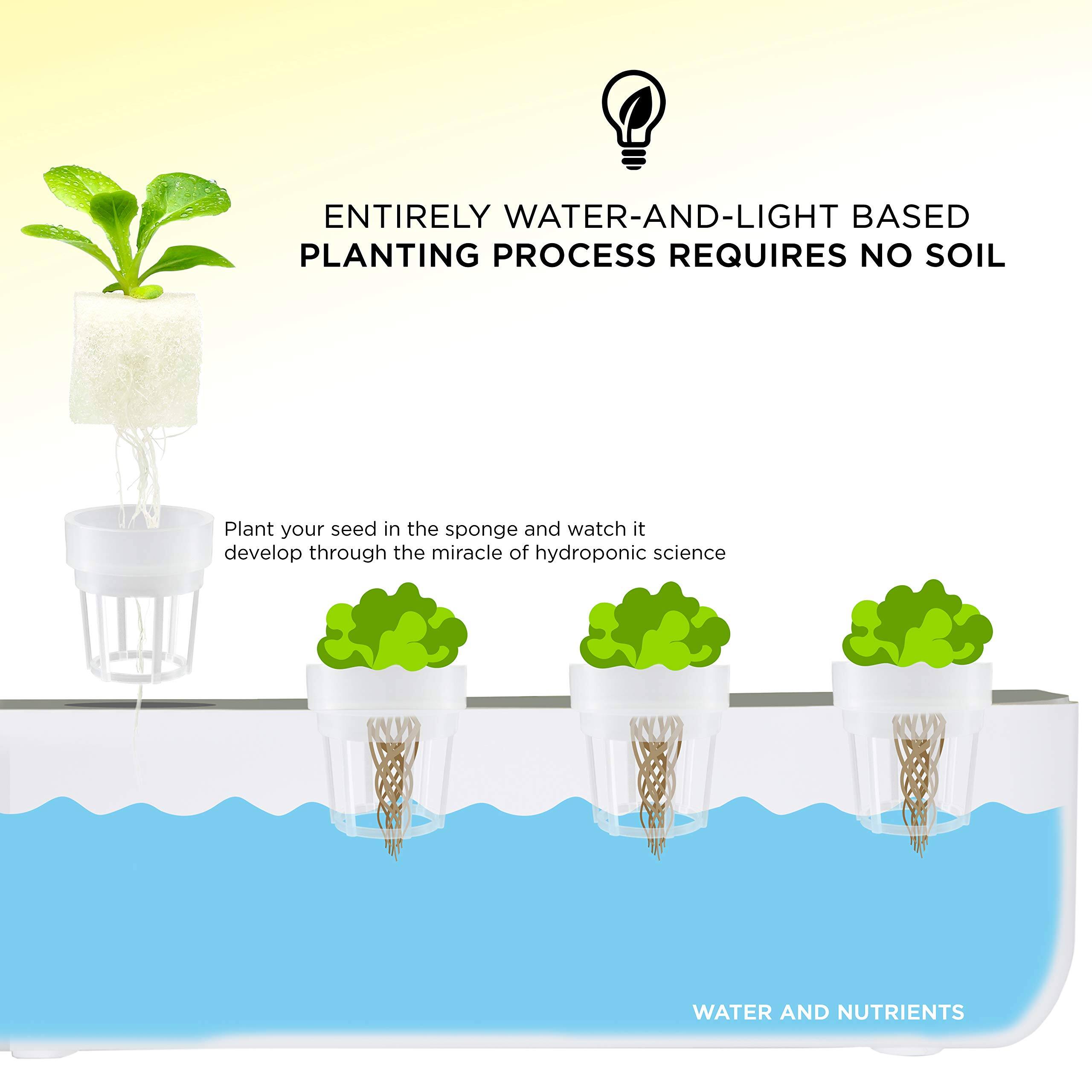 ENTIRELY WATER-AND-LIGHT BASED PLANTING PROCESS REQUIRES NO SOIL

Plant your seed in the sponge and watch it develop through the miracle of hydroponic science

WATER AND NUTRIENTS