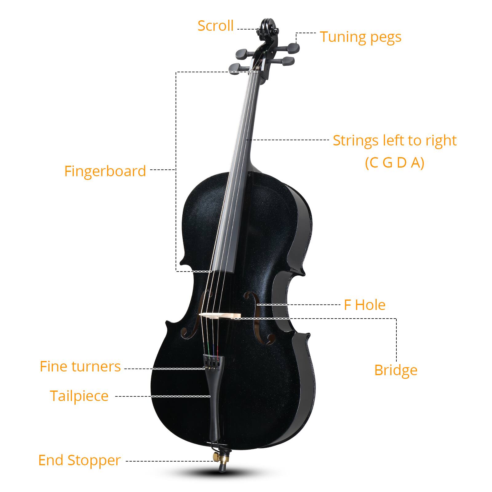 Scroll  
Tuning pegs  
Strings left to right (C G D A)  
F Hole  
Bridge  
End Stopper  
Fine turners  
Tailpiece  
Fingerboard