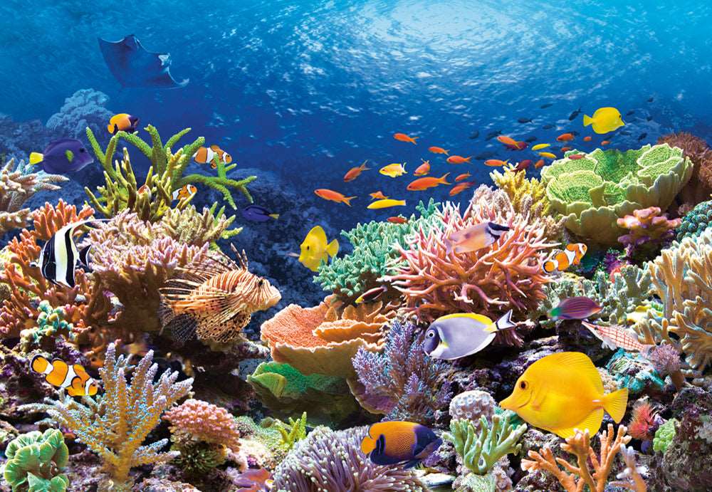 Angle. Castorland - CASTORLAND 1000 Piece Jigsaw Puzzle, Coral Reef Fishes, Sealife, Ocean, Underwater world, Adult Puzzle, C-101511-2 - Red.