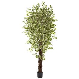 BreeBe - 84" Mini Ficus Multi Creepers Trunk x 4 w/4131 Lvs - Green