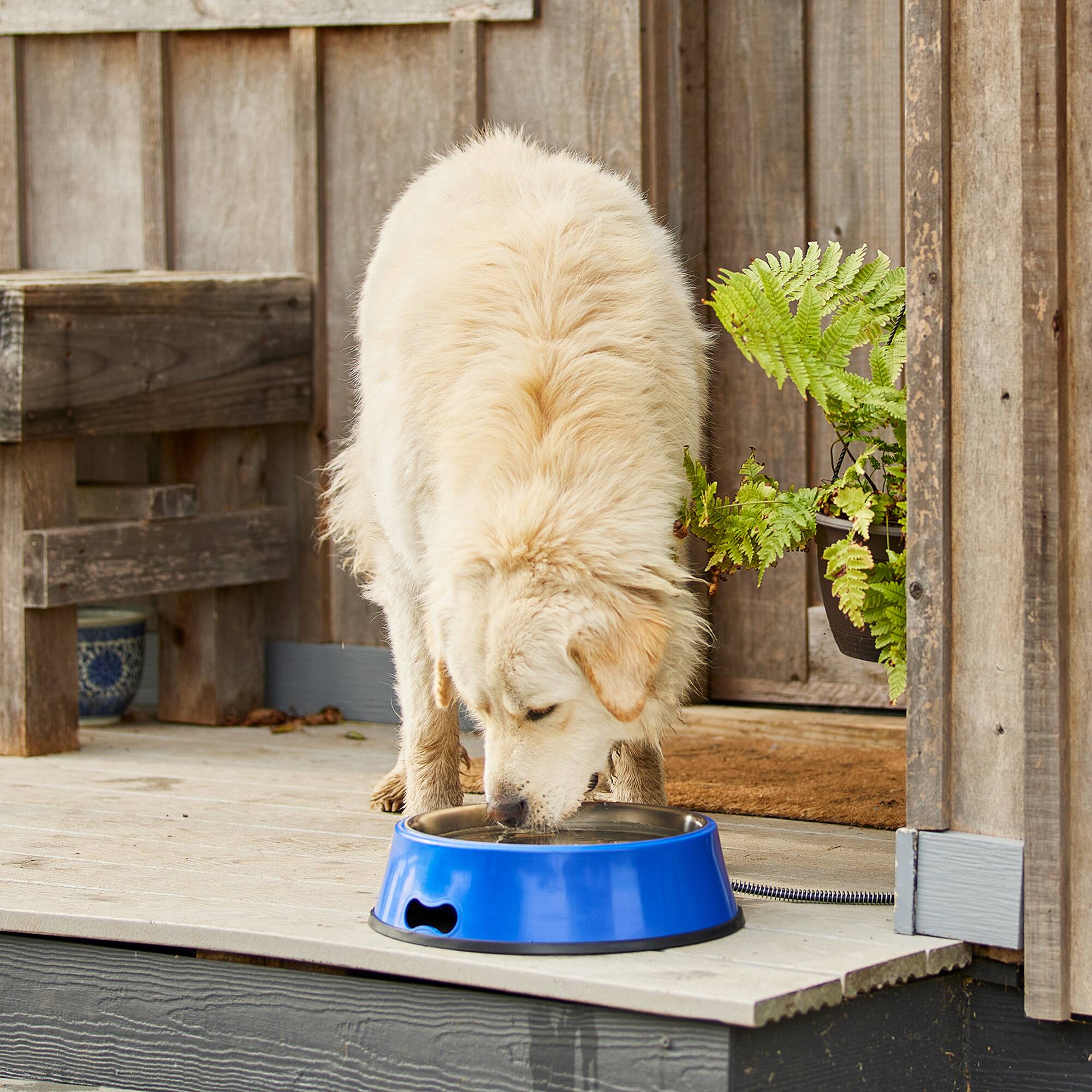 Alt View 3. Farm Innovators - Farm Innovators 5.5 Quart Heated Pet Water Bowl w/Stainless Steel Insert, Blue - Blue.