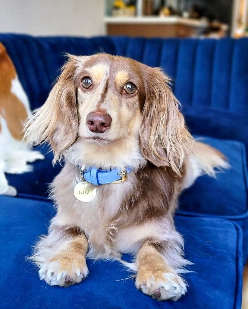 Left. PoisePup - Genuine Leather Dog Collar - Handmade, Adjustable & Soft - Saxe Blue | Baby Blue.