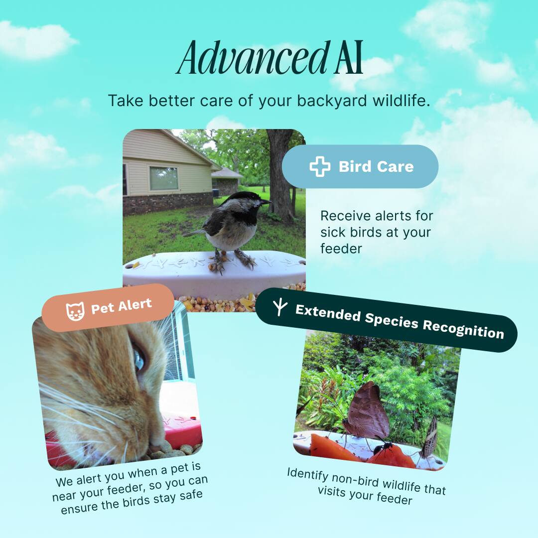 Advanced AI: Take better care of your backyard wildlife.

+ Bird Care: Receive alerts for sick birds at your feeder.

+ Pet Alert: We alert you when a pet is near your feeder, so you can ensure the birds stay safe.

+ Extended Species Recognition: Identify non-bird wildlife that visits your feeder.