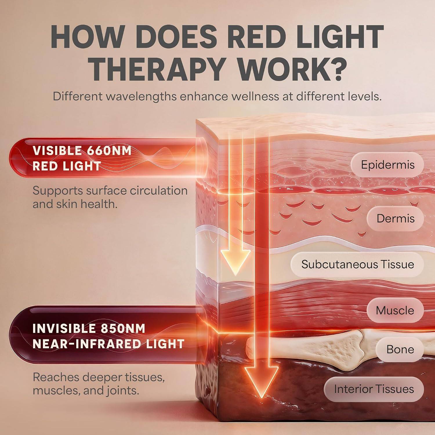 HOW DOES RED LIGHT THERAPY WORK?  
Different wavelengths enhance wellness at different levels.  

VISIBLE 660NM RED LIGHT  
Epidermis  
Supports surface circulation and skin health.  

INVISIBLE 850NM NEAR-INFRARED LIGHT  
Dermis  
Subcutaneous Tissue  
Muscle  
Bone  
Interior Tissues