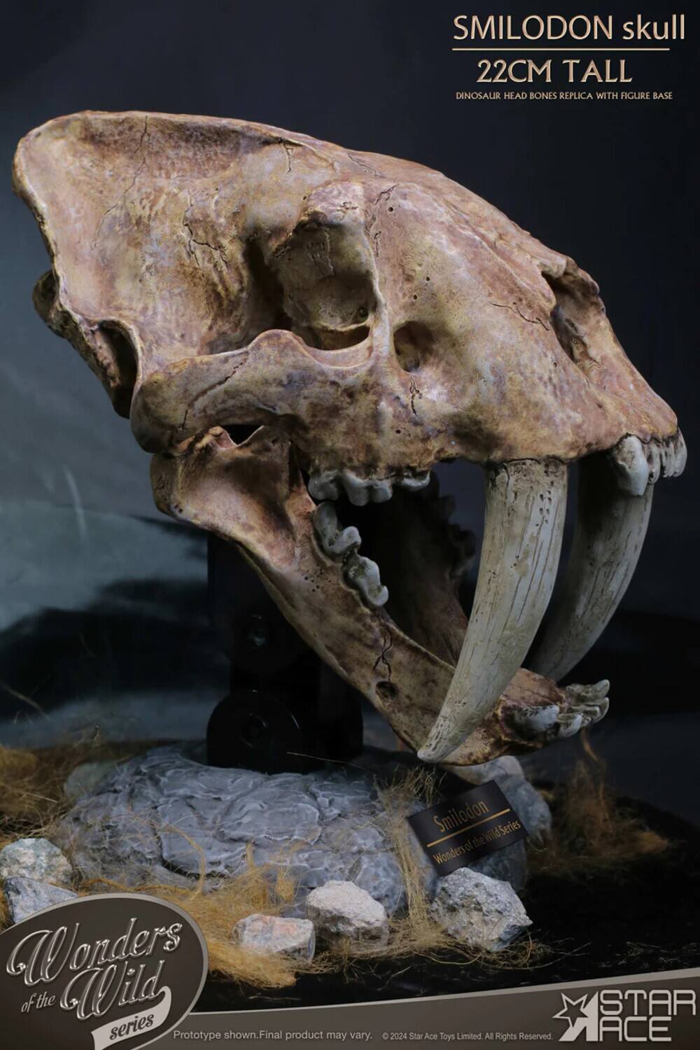 SMILODON skull  
22CM TALL  
DINOSAUR HEAD BONES REPLICA WITH FIGURE BASE  

Wonders of the Wild series  
Prototype shown. Final product may vary.  

Smilodon  
Wonders of the Wild Series  

© 2024 Star Ace Toys Limited. All Rights Reserved.
