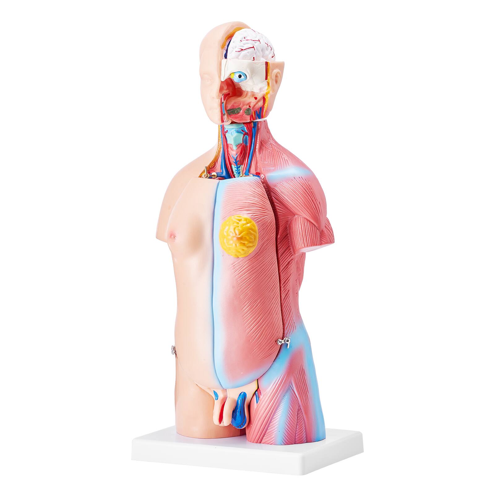 Alt View 5. VEVOR - Human Body Model, 23 Parts 18 inch, Human Torso Anatomy Model Unisex Anatomical Skeleton Model with Removable Organs - Multicolor.
