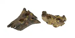 Things2Die4 - Set of 2 Natural Gamal Root Wood Double Tealight Candle Holders - 8 Inch - Brown