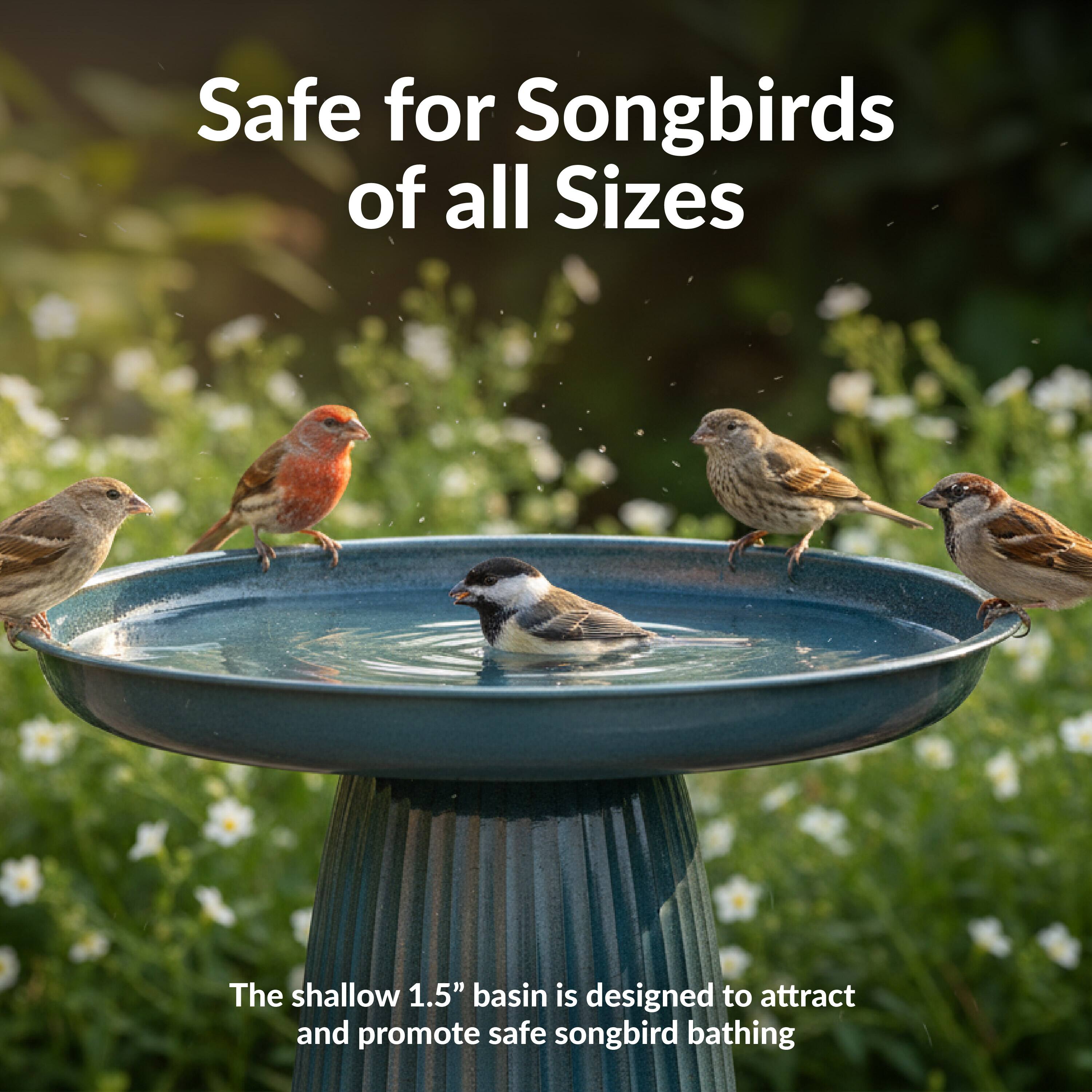 Safe for Songbirds of all Sizes

The shallow 1.5" basin is designed to attract and promote safe songbird bathing