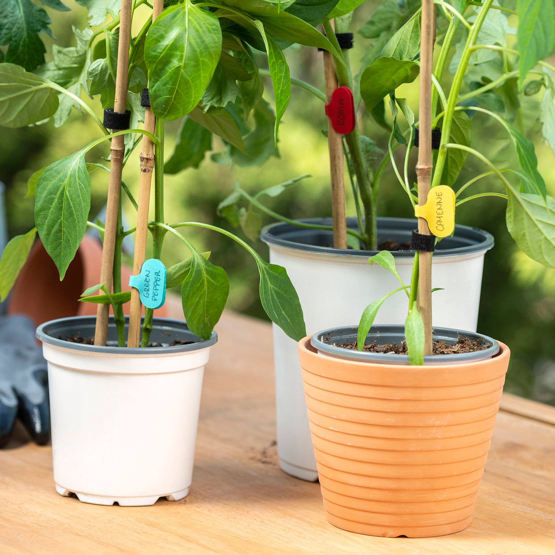 - Roma Camenno Green Pepper
- Calabrese
- Calabrese