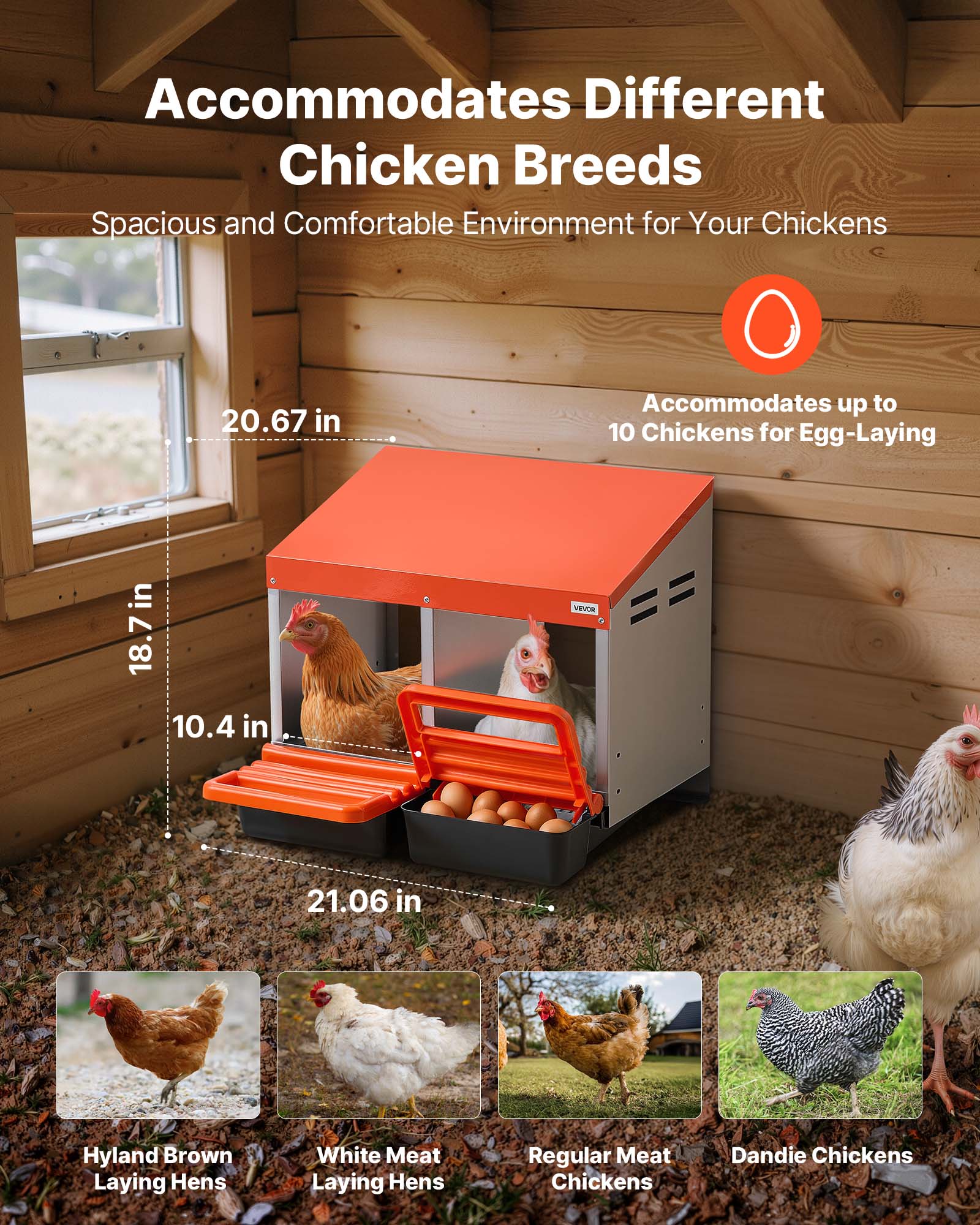 Accommodates Different Chicken Breeds  
Spacious and Comfortable Environment for Your Chickens  

20.67 in  
18.7 in  
10.4 in  
21.06 in  

Accommodates up to 10 Chickens for Egg-Laying  

Hyland Brown Laying Hens  
White Meat Laying Hens  
Regular Meat Chickens  
Dandie Chickens