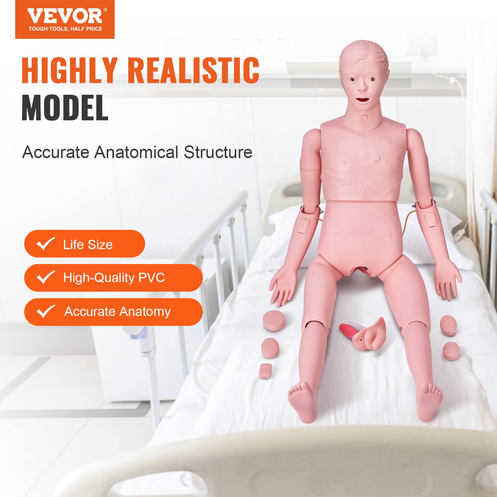 VEVOR TOUGH TOOLS, HALF PRICE

HIGHLY REALISTIC MODEL

Accurate Anatomical Structure

- Life Size
- High-Quality PVC
- Accurate Anatomy