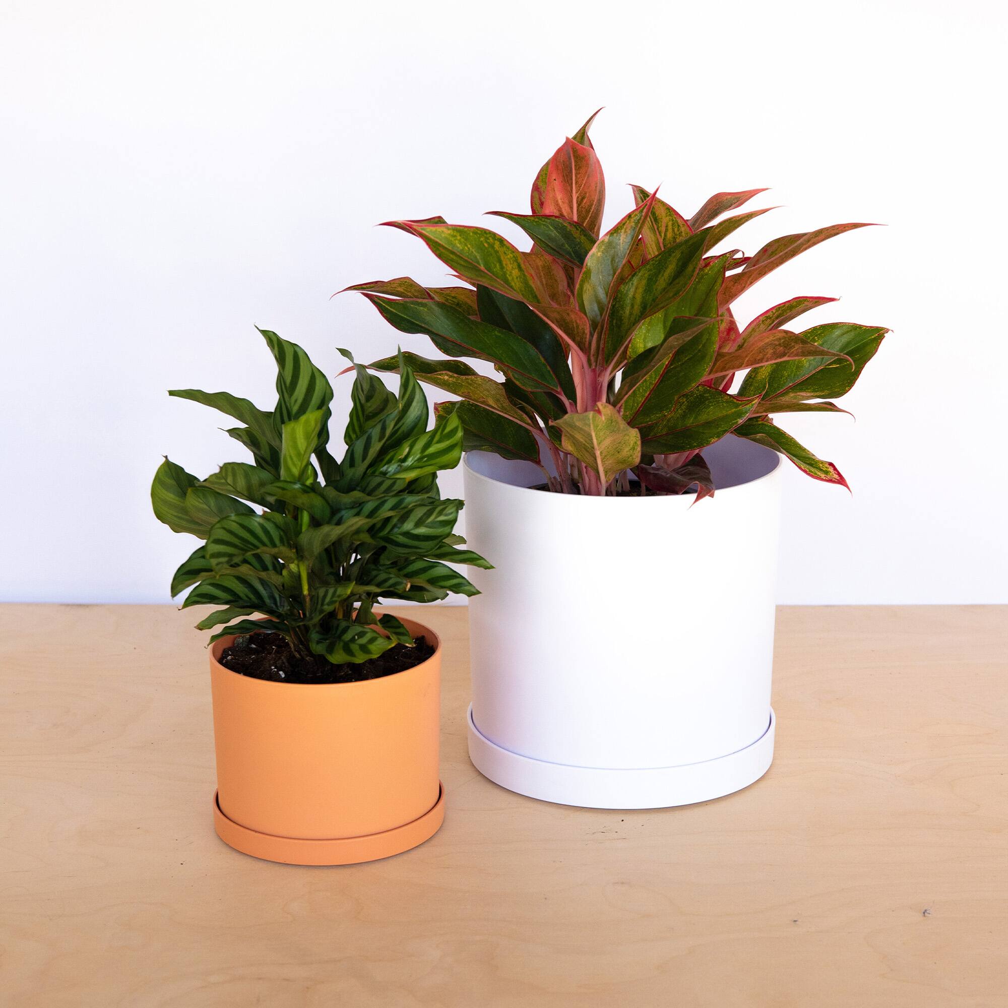Alt View 5. Bloem - White 10" - Mathers Pot Planter.
