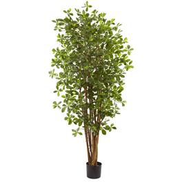 BreeBe - 6' Black Olive Tree w/940 Lvs - Green