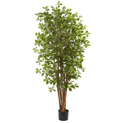 Front. BreeBe - 6' Black Olive Tree w/940 Lvs - Green.
