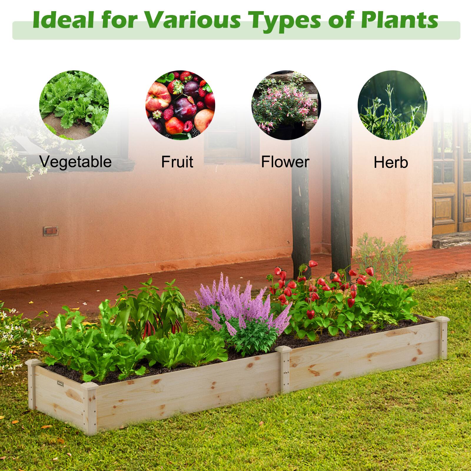 Ideal for Various Types of Plants

- Vegetable
- Fruit
- Flower
- Herb