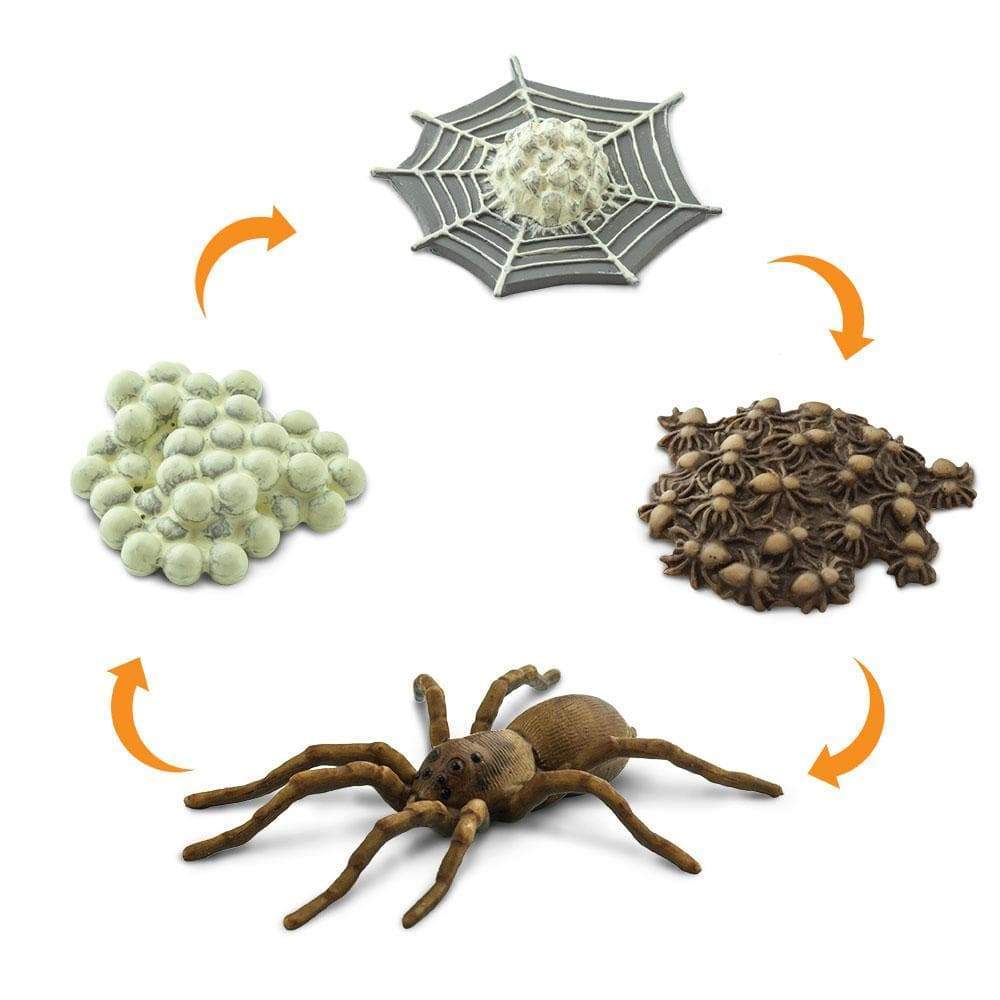 Back. Safari Ltd. - Life Cycle Of A Spider Toy.