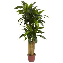 BreeBe - 4' Corn Stalk Dracaena - Green