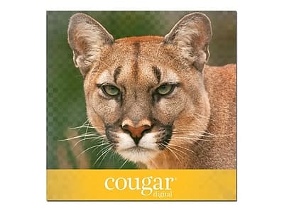 Domtar - Cougar Digital 10% Recycled 8.5" x 11" Business Paper, 70 lbs., 500 Sheets/Ream, 8 Reams/Carton (2826CASE) - White