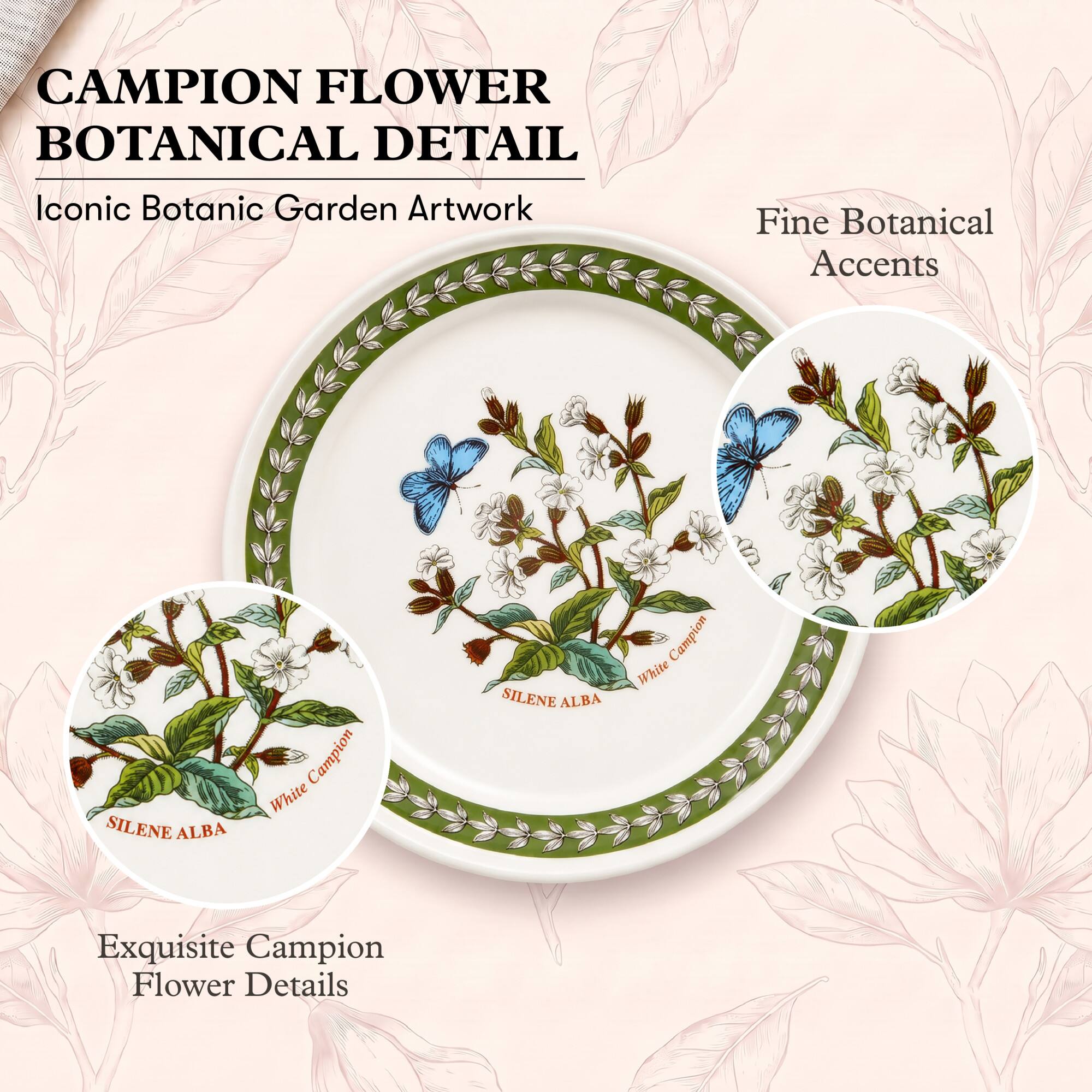 CAMPION FLOWER BOTANICAL DETAIL  
Iconic Botanic Garden Artwork  
Fine Botanical Accents  
SILENE ALBA  
White Campion  
Exquisite Campion Flower Details