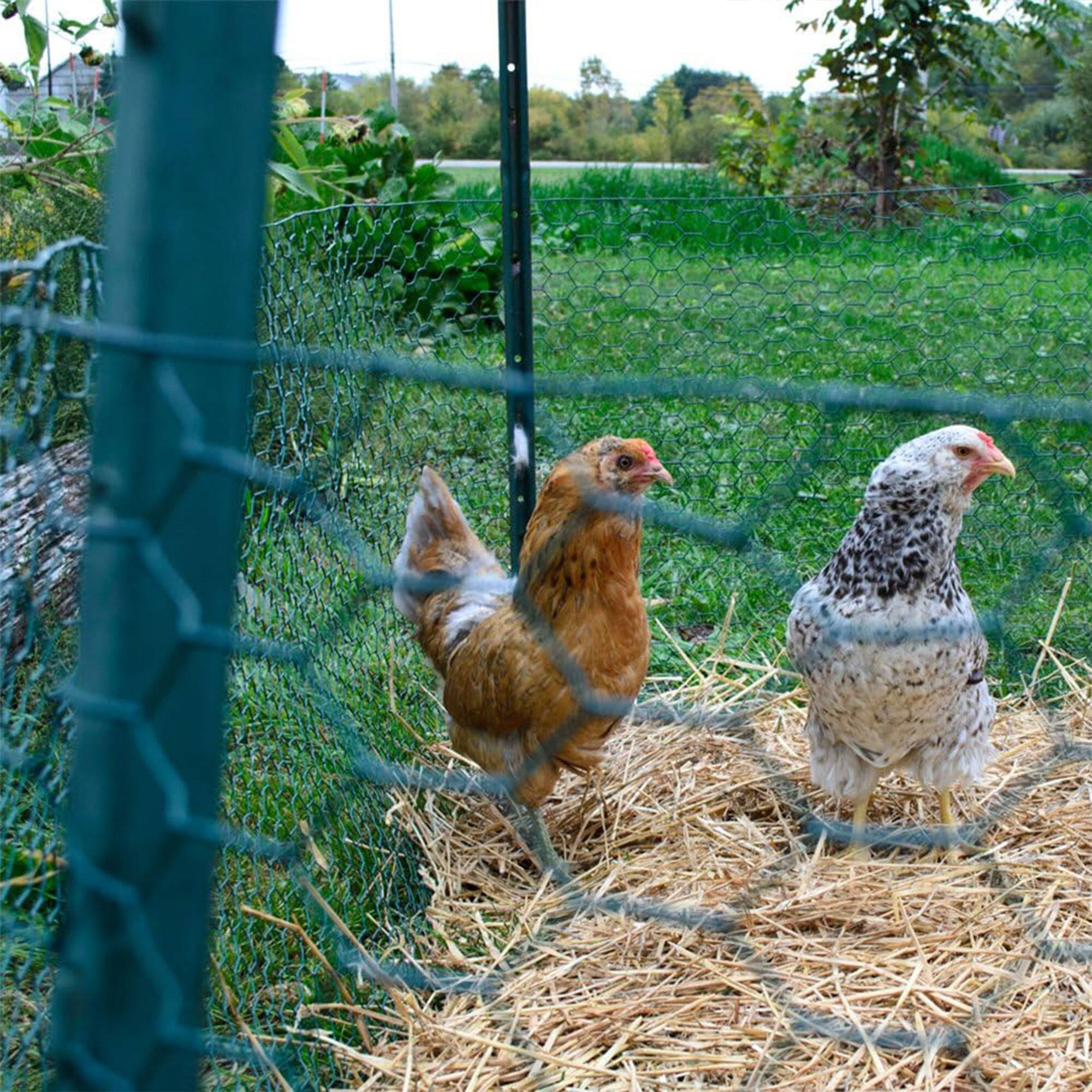Alt View 3. YARD GARD - YardGard PVC Coating Hexagonal Poultry Netting for Garden Netting Essentials - Green.