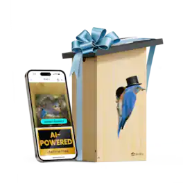 BIRDFY - Smart Bird House Camera Ebony, AI Bird ID Lifetime Free, Solar Panel, Gift for Bird Lovers&Outdoor Birdwatching - Natural Wood Finish & Black