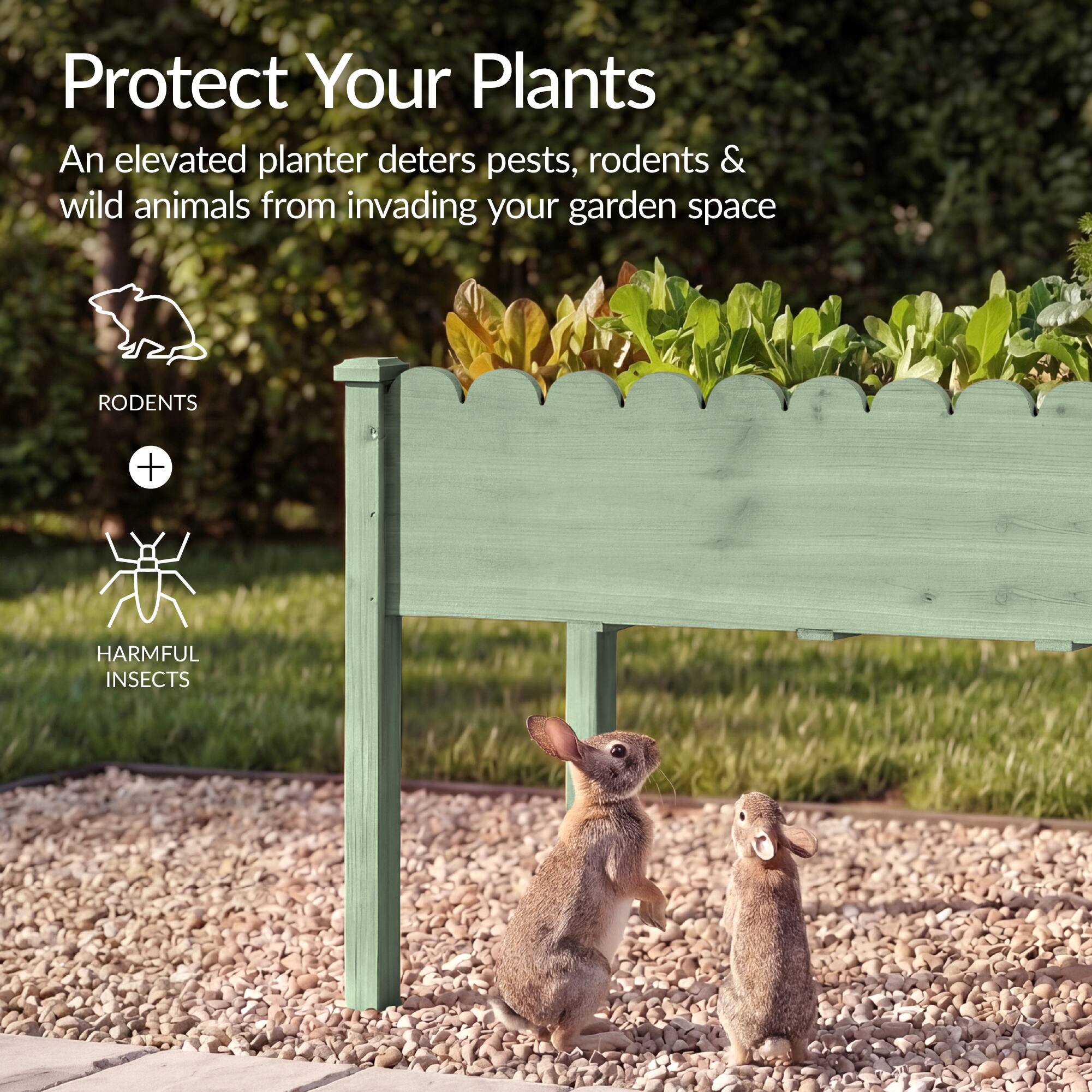Protect Your Plants

An elevated planter deters pests, rodents & wild animals from invading your garden space

RODENTS + HARMFUL INSECTS