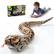 - i SVVUR aida : 1. I .
- RATTler
- REMOTE CONTROL SNAKE TOYS
- ANIMAL
- PP REMOTE
- L : : A - . ANIMAL - aa - -EE - Mart -