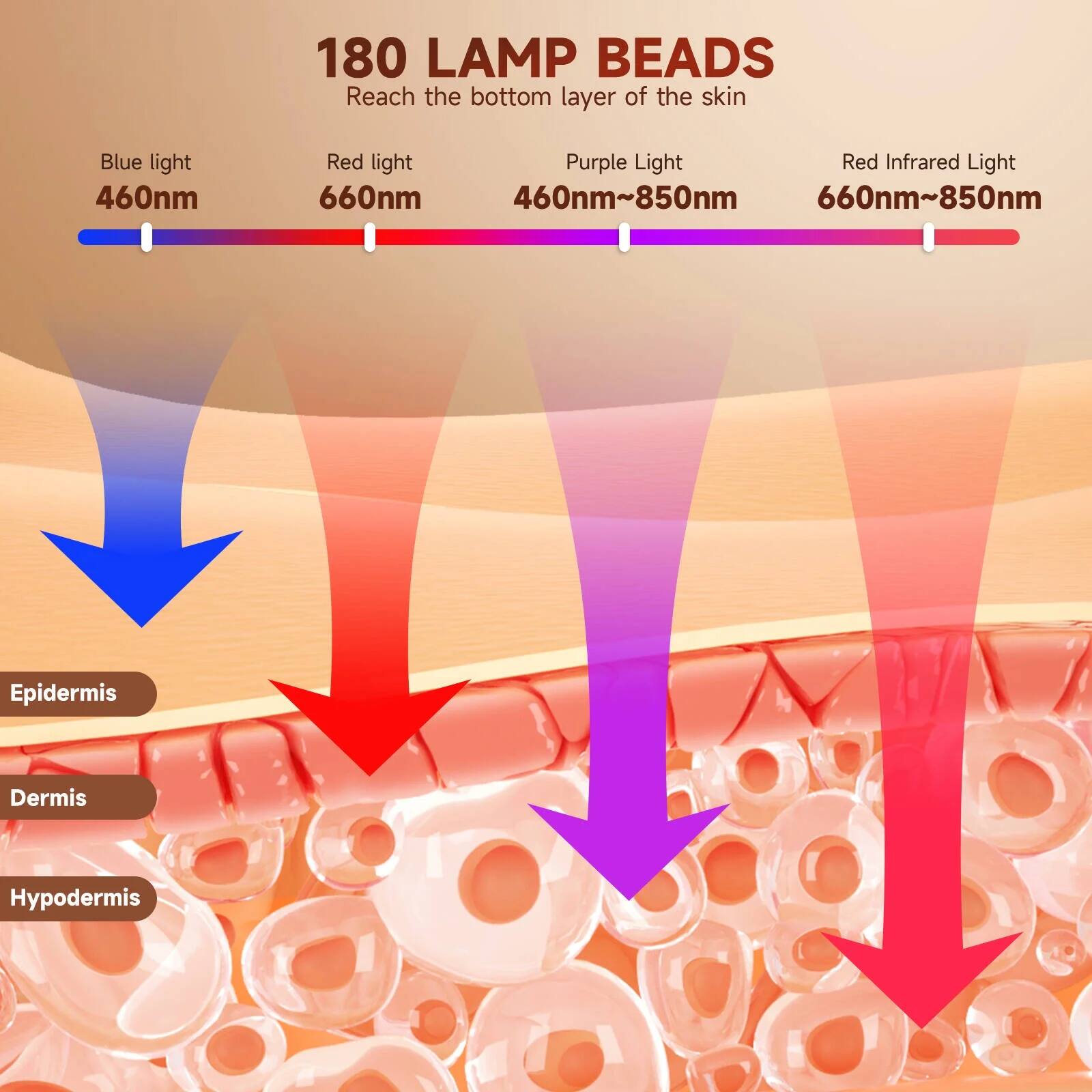 180 LAMP BEADS  
Reach the bottom layer of the skin  

Blue light  
460nm  

Red light  
660nm  

Purple Light  
460nm~850nm  

Red Infrared Light  
660nm~850nm  

Epidermis  
Dermis  
Hypodermis