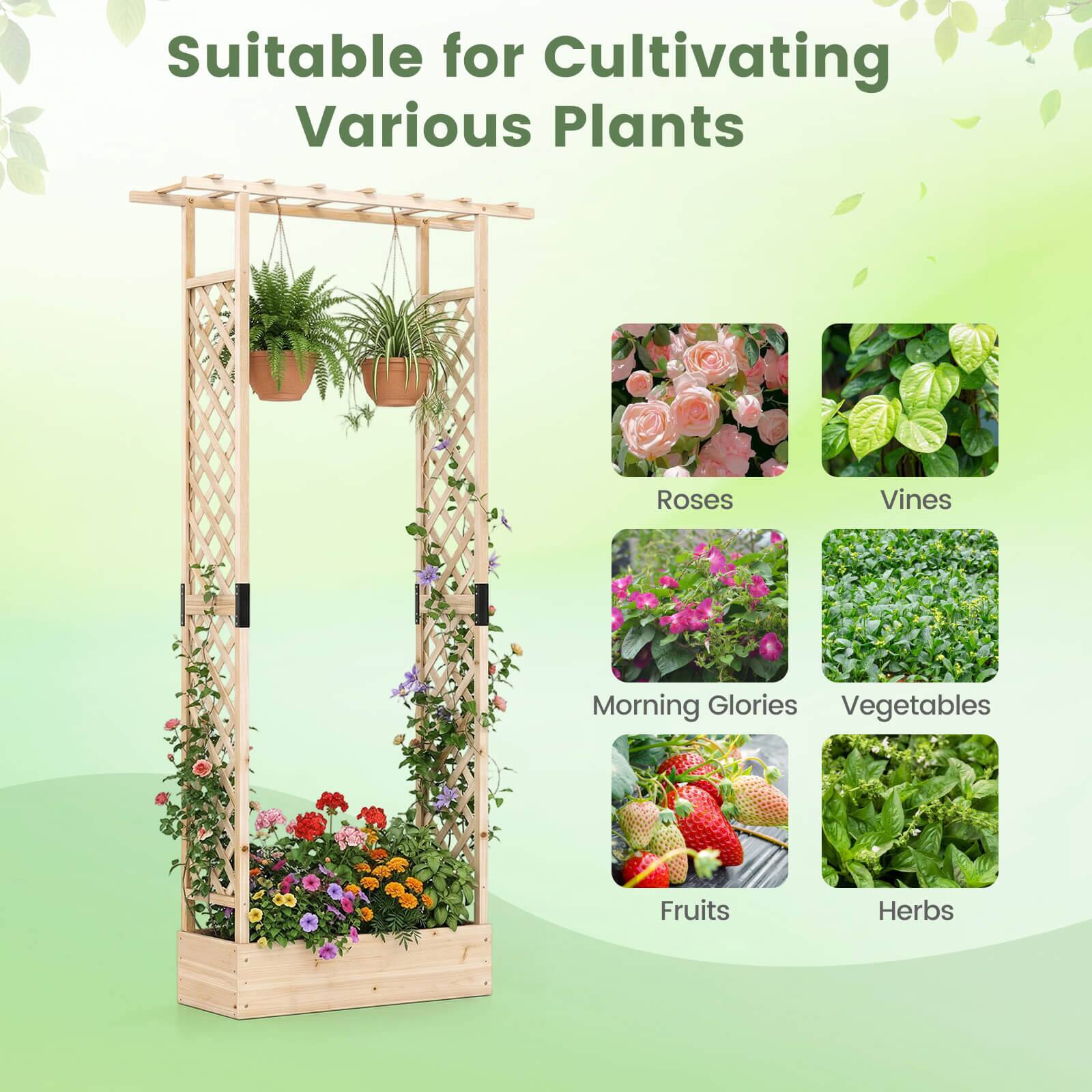 Suitable for Cultivating Various Plants

- Roses
- Vines
- Morning Glories
- Vegetables
- Fruits
- Herbs