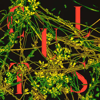 Front. Cults - Host - VINYL LP.