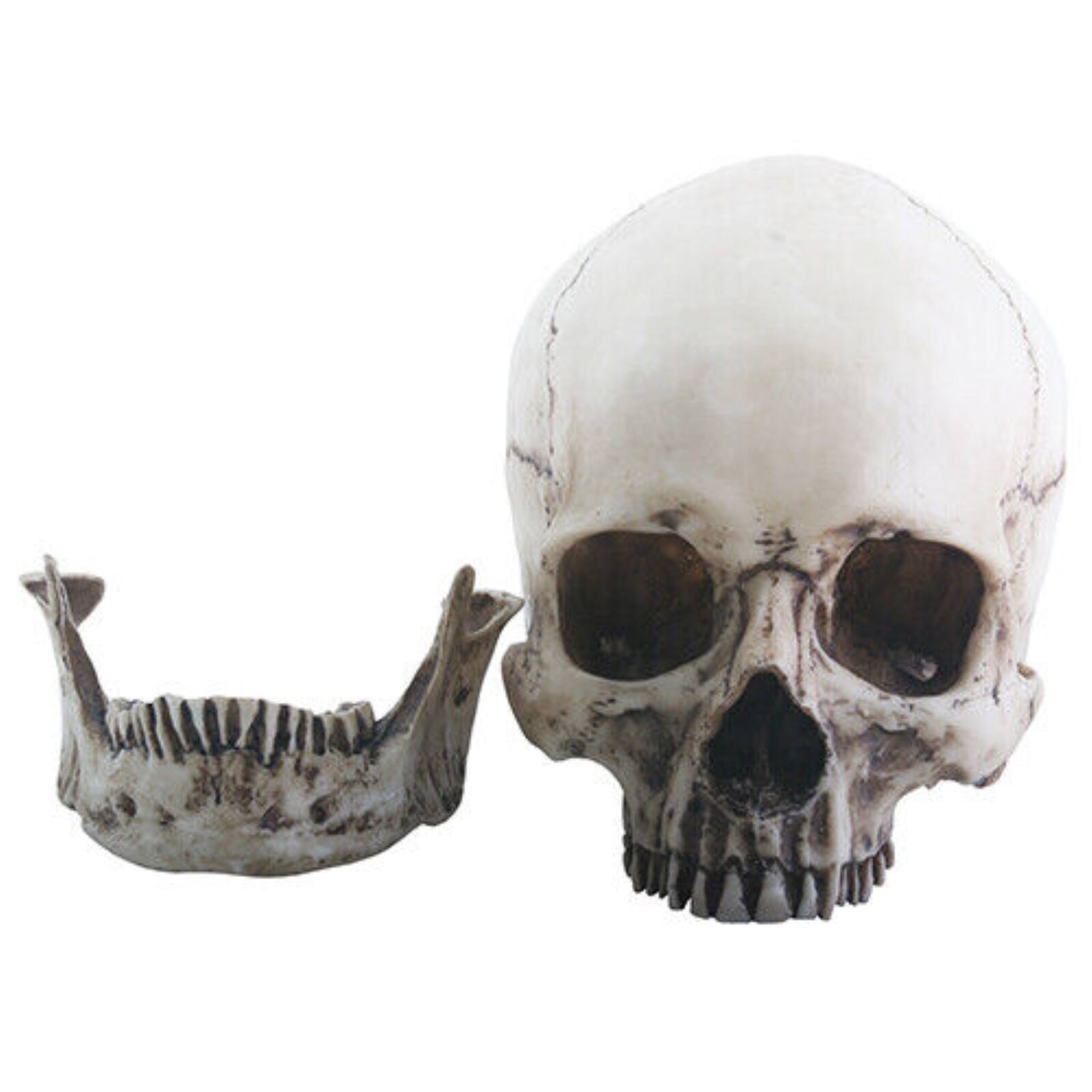 Angle. Pacific Trading - Two Piece Human Skull Head Halloween Figurine 6 inch - Beige.